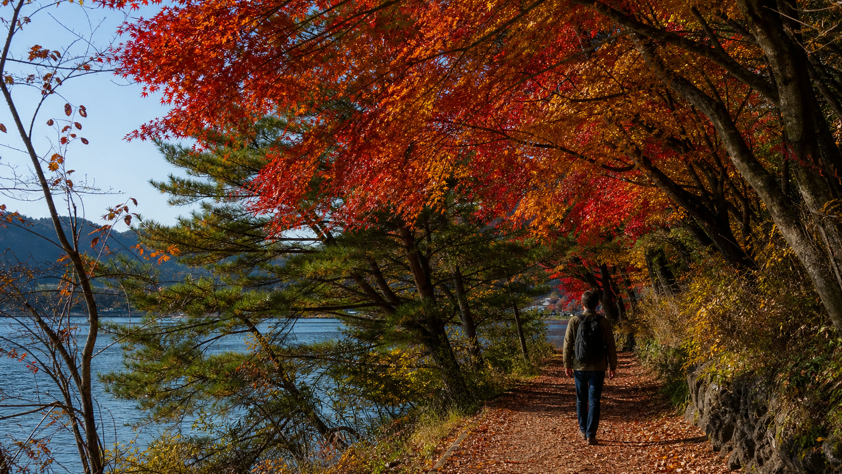 Traveler walking beside Lake Kawaguchiko under autumn leaves in daylight