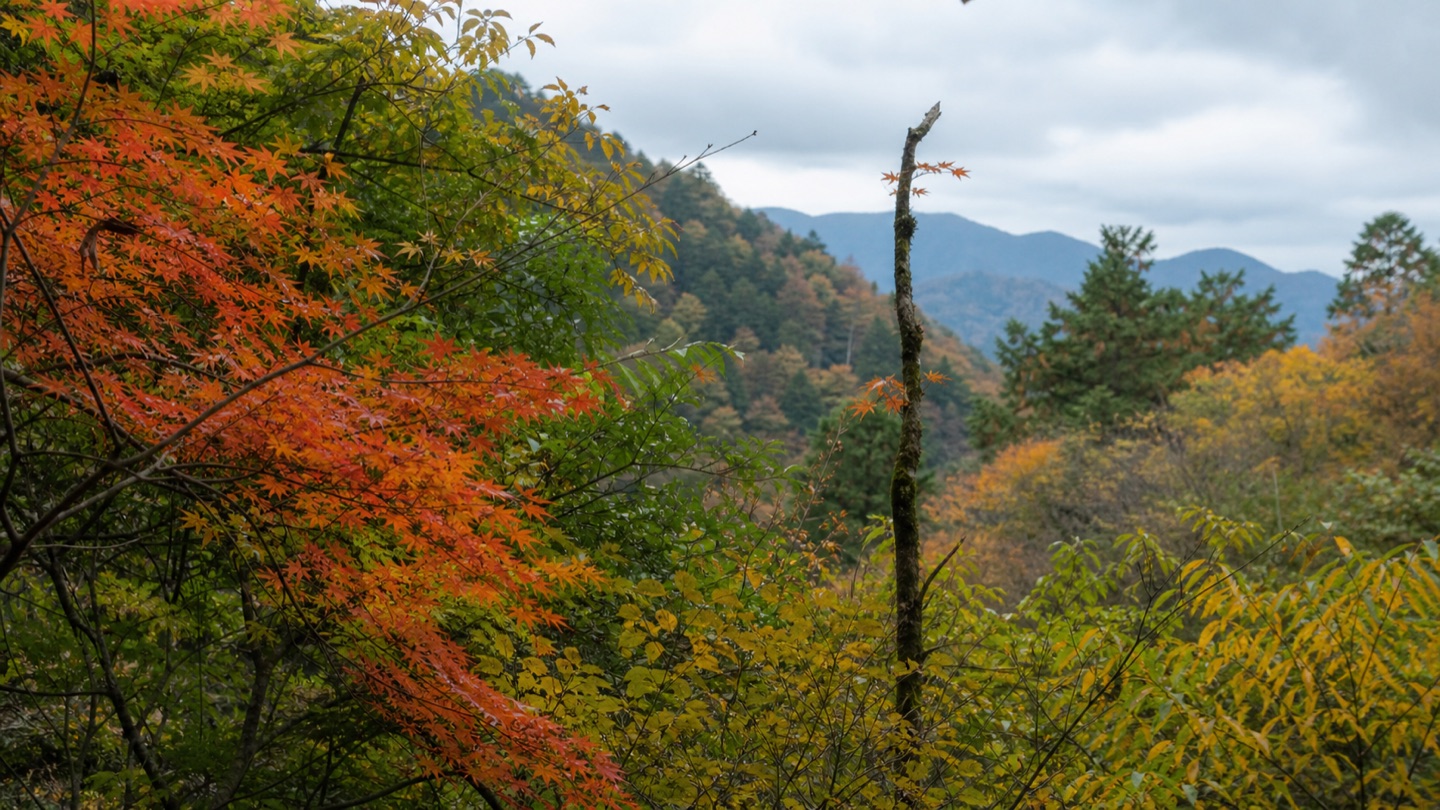 Red, orange, yellow and green autumn leaves across Mt. Takao