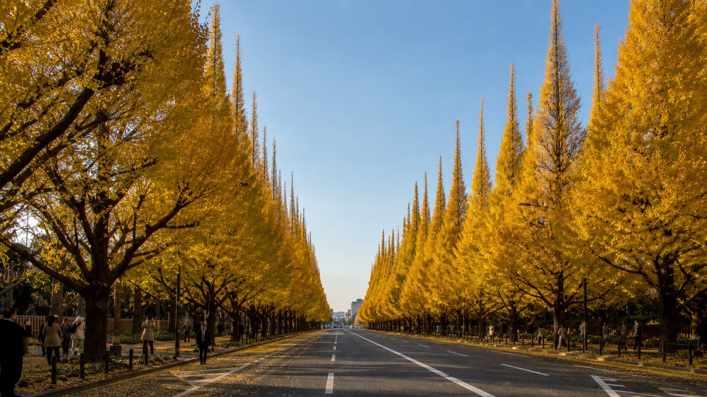 Golden ginkgo avenue at Meiji Jingu Gaien in the early morning