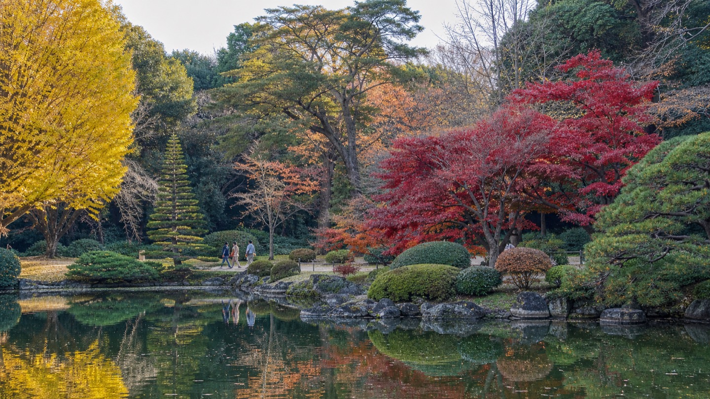 Late-autumn Japanese garden at Shinjuku Gyoen with red maples and pond reflections