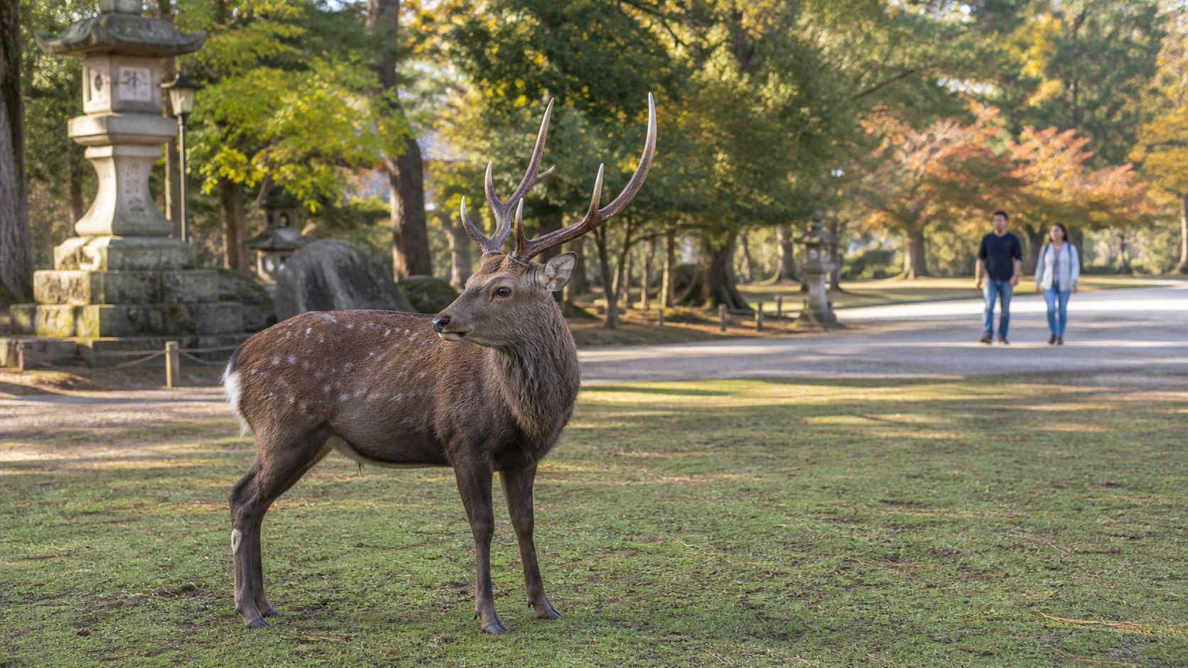 Visitors keep their distance from an antlered male deer in Nara during autumn