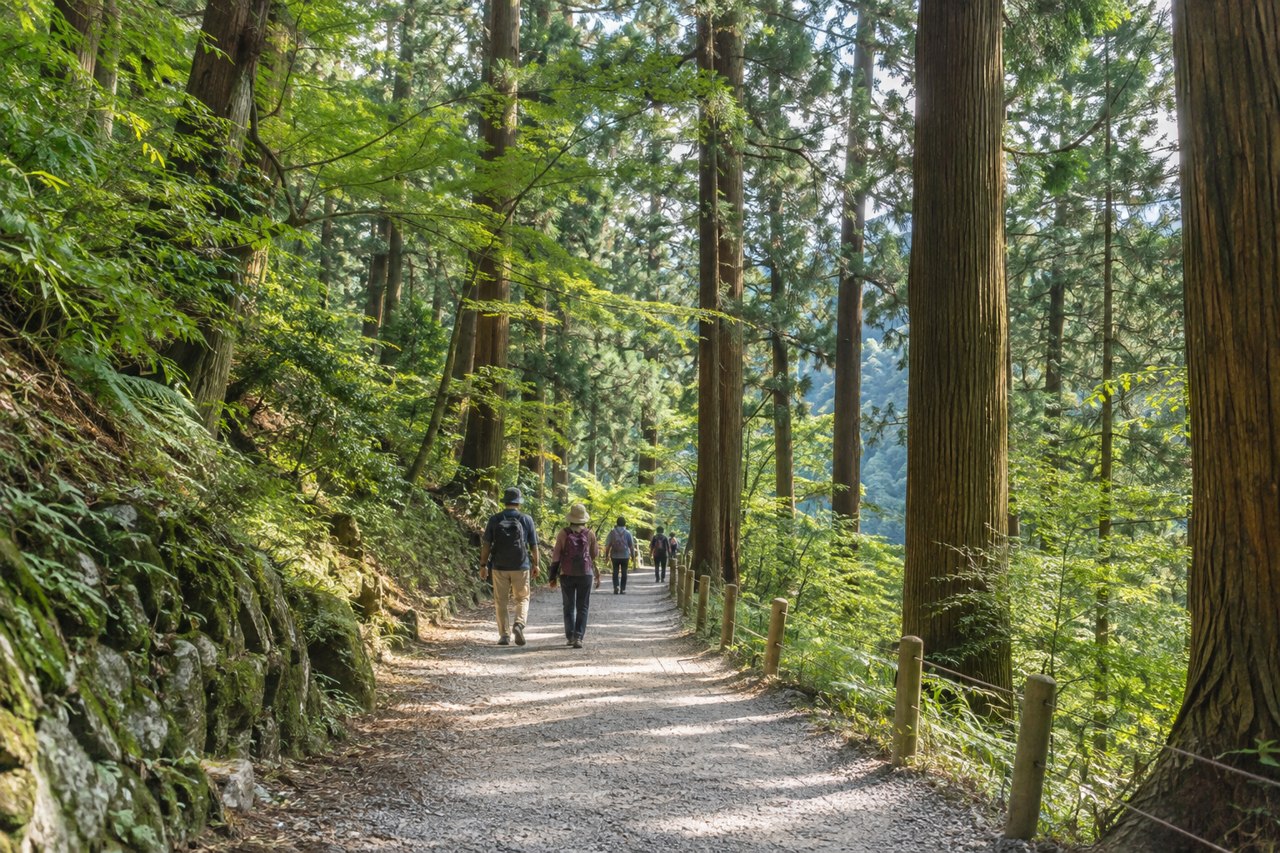 Concept of a shaded woodland walking path