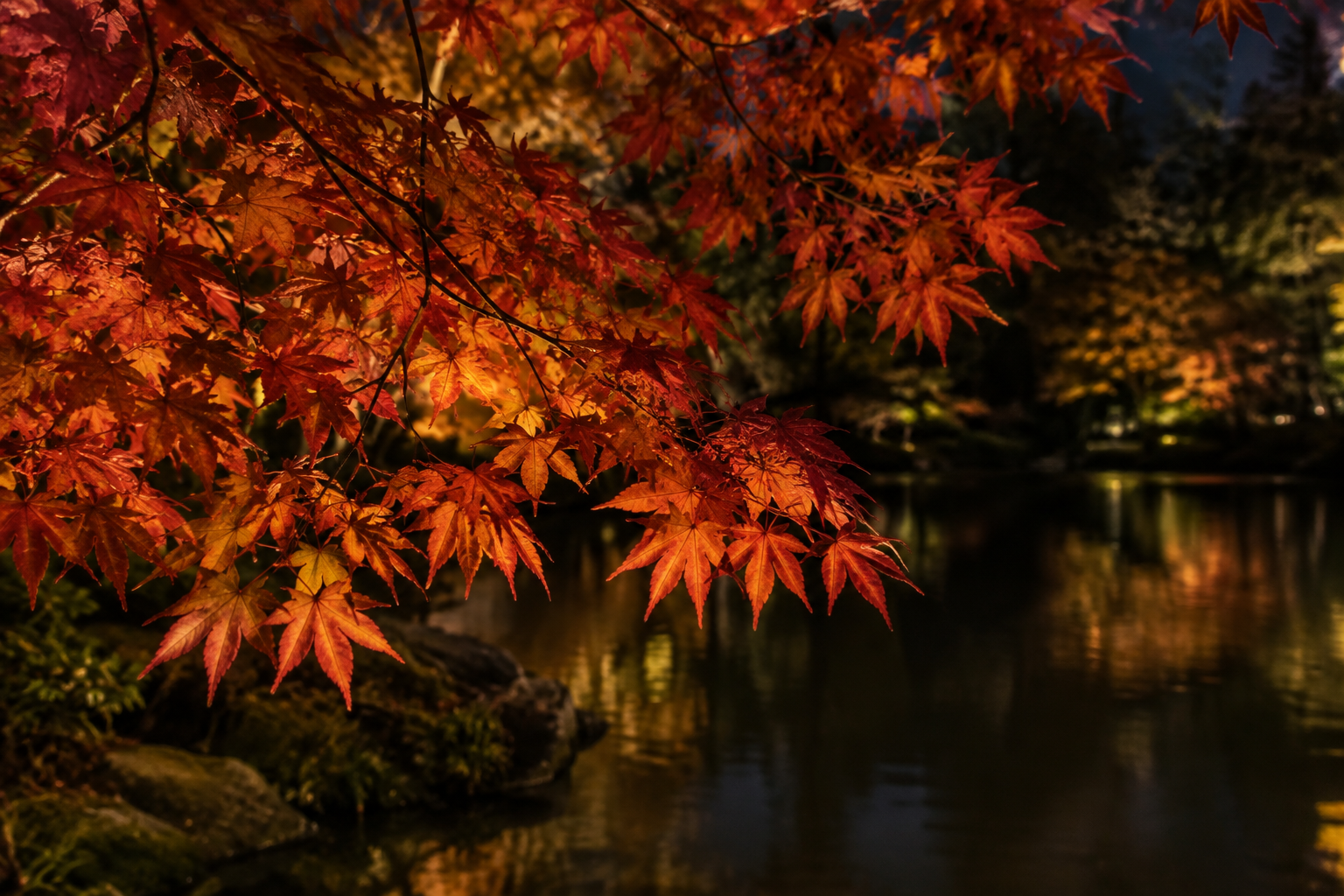 Red and orange Japanese maple leaves under warm light beside a dark pond