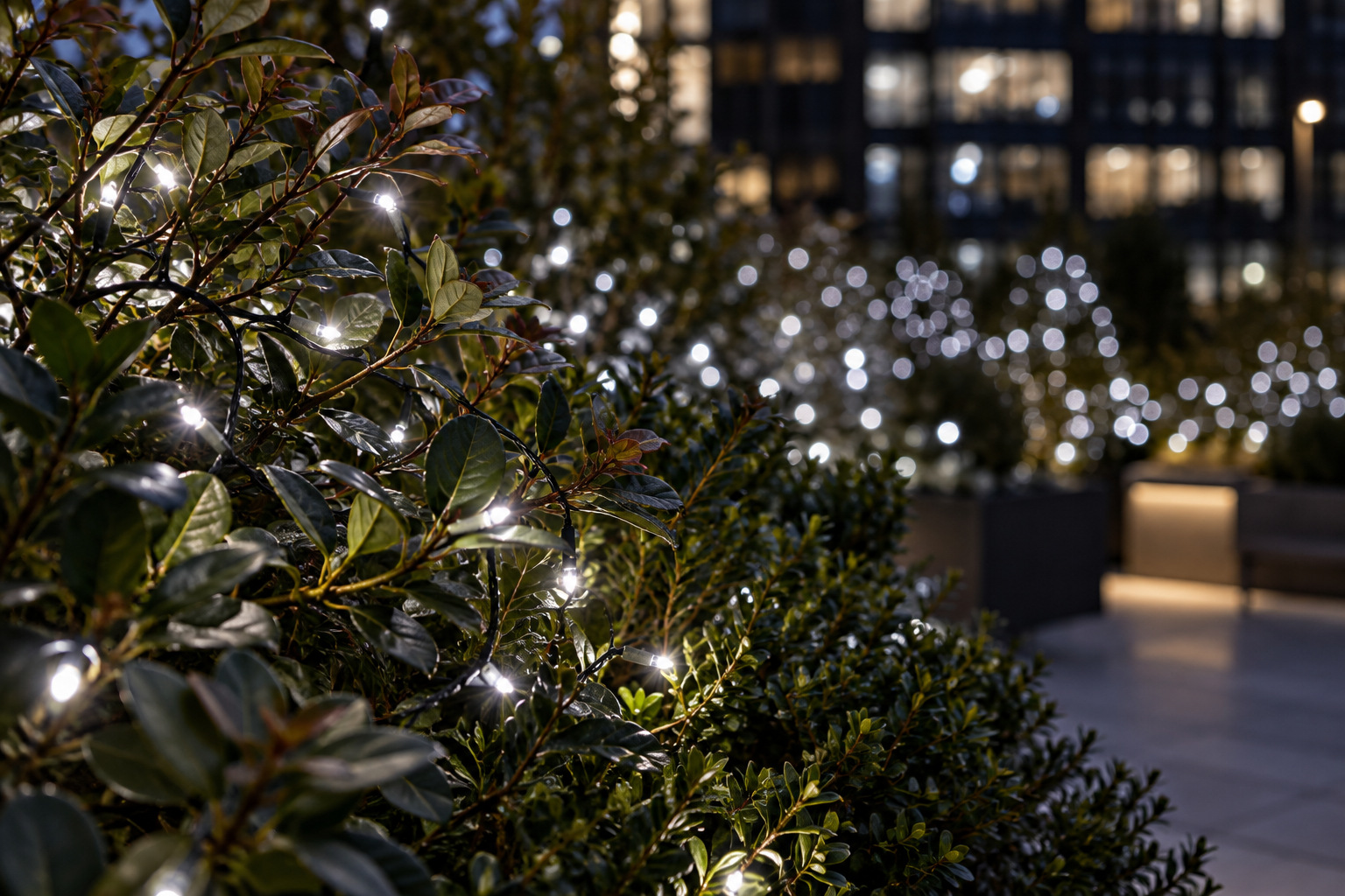 White decorative lights on winter shrubs